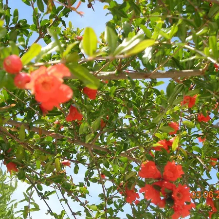 בית נופש Traditional Asimakis *