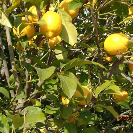 Traditional Asimakis בית נופש