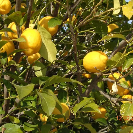 Traditional Asimakis בית נופש